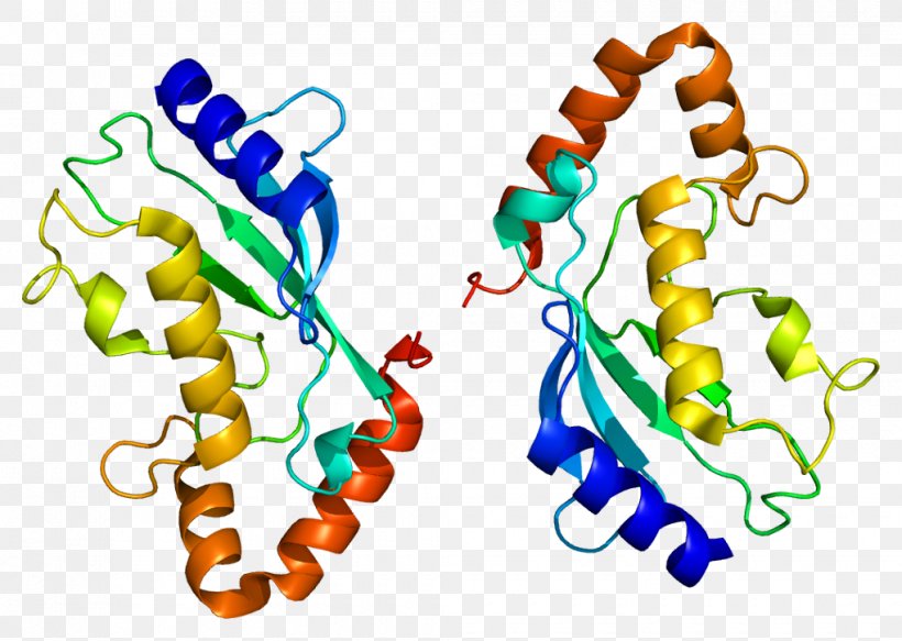 UBE2L6 Ubiquitin-conjugating Enzyme Protein Gene, PNG, 1020x726px, Watercolor, Cartoon, Flower, Frame, Heart Download Free