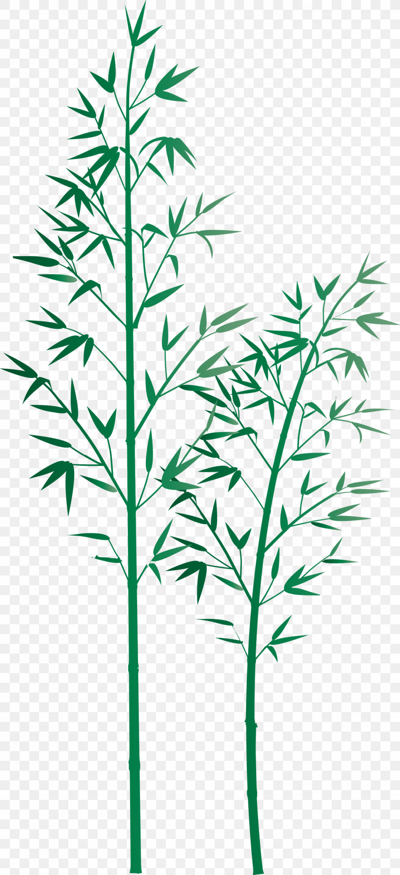 Bamboo Leaf, PNG, 1371x3000px, Bamboo, Flower, Grass, Grass Family, Heracleum Plant Download Free