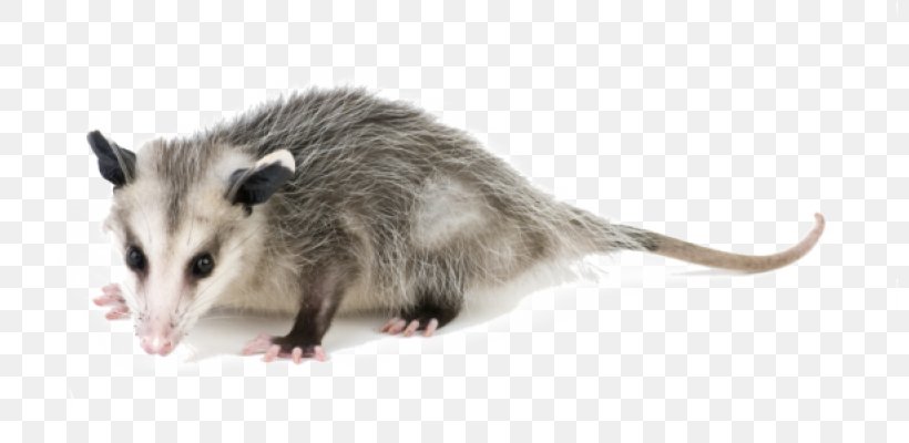 Pest Control Exterminator Nuisance Wildlife Management Opossum, PNG, 800x400px, Pest Control, Animal Control And Welfare Service, Bee Removal, Common Opossum, Disinfectants Download Free