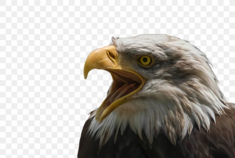 Bird Bald Eagle Bird Of Prey Beak Eagle, PNG, 2440x1640px, Bird, Accipitridae, Bald Eagle, Beak, Bird Of Prey Download Free
