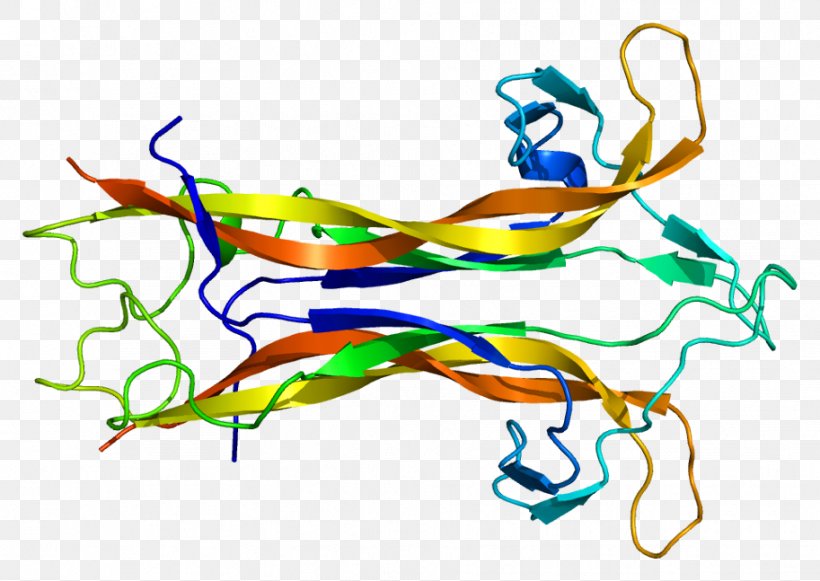Brain-derived Neurotrophic Factor Neurotrophin Neurotrophic Factors Protein, PNG, 913x647px, Watercolor, Cartoon, Flower, Frame, Heart Download Free