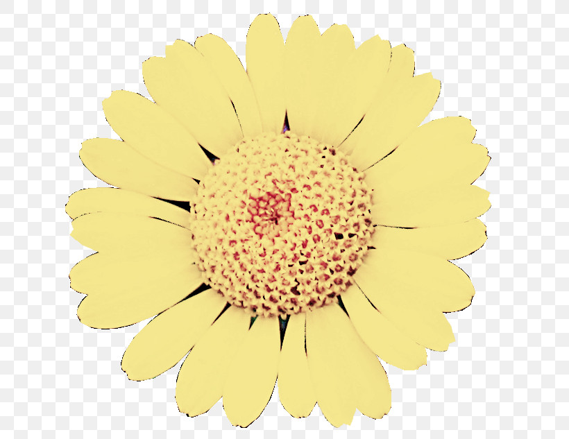 Flower Gerbera Yellow Barberton Daisy Cut Flowers, PNG, 650x633px, Flower, Barberton Daisy, Chamomile, Cut Flowers, Gerbera Download Free