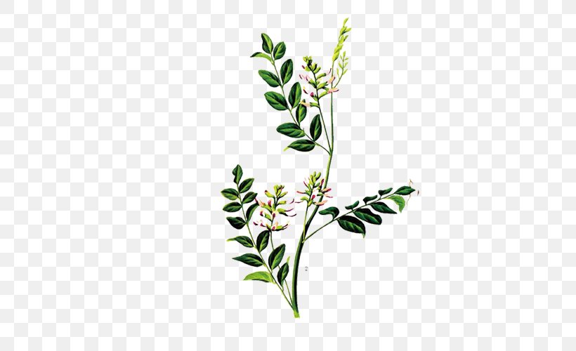 Glycyrrhiza Uralensis Liquorice Glycyrrhizin Herb Traditional Chinese Medicine, PNG, 500x500px, Glycyrrhiza Uralensis, Branch, Chinese Herbology, Flora, Floral Design Download Free