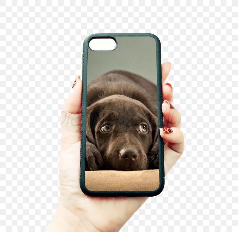 Labrador Retriever Golden Retriever Beagle Dog Collar, PNG, 800x800px, Labrador Retriever, Animal, Beagle, Carnivoran, Collar Download Free