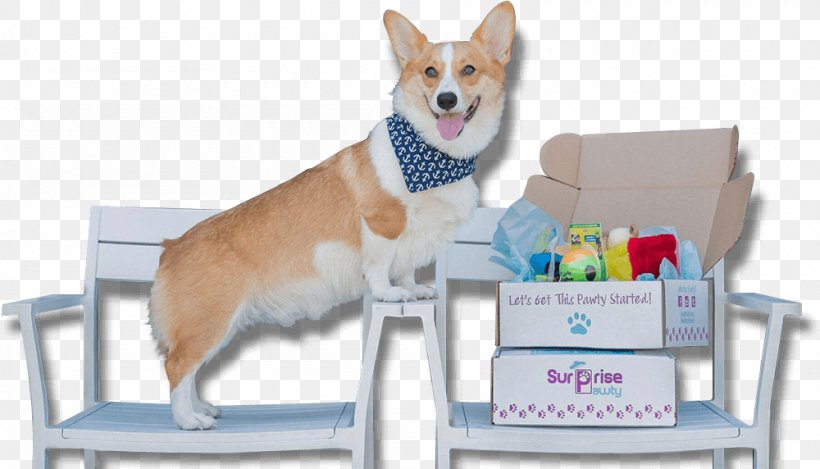 Pembroke Welsh Corgi Dog Breed Subscription Box Pet Snout, PNG, 1000x572px, Pembroke Welsh Corgi, Box, Breed, Carnivoran, Dog Download Free