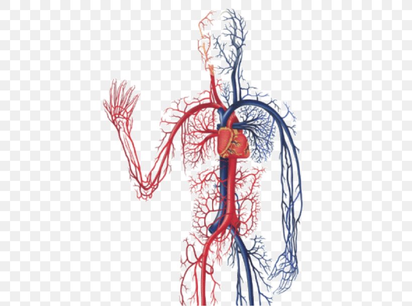 The Cardiovascular System Circulatory System Anatomy Of The Heart Diagnostic Medical Sonography: The Vascular System Human Body, PNG, 445x609px, Watercolor, Cartoon, Flower, Frame, Heart Download Free