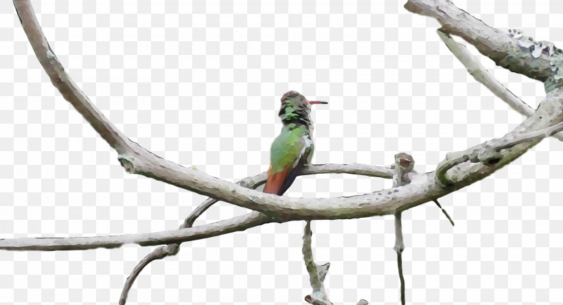 Bird Branch Beak Coraciiformes Parakeet, PNG, 1920x1040px, Bird, Beak, Bee Eater, Branch, Budgie Download Free