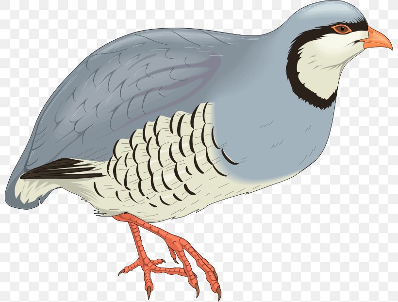 Bird Windows Metafile Download Clip Art, PNG, 800x622px, Bird, Beak, Cdr, Chicken, Computer Graphics Download Free