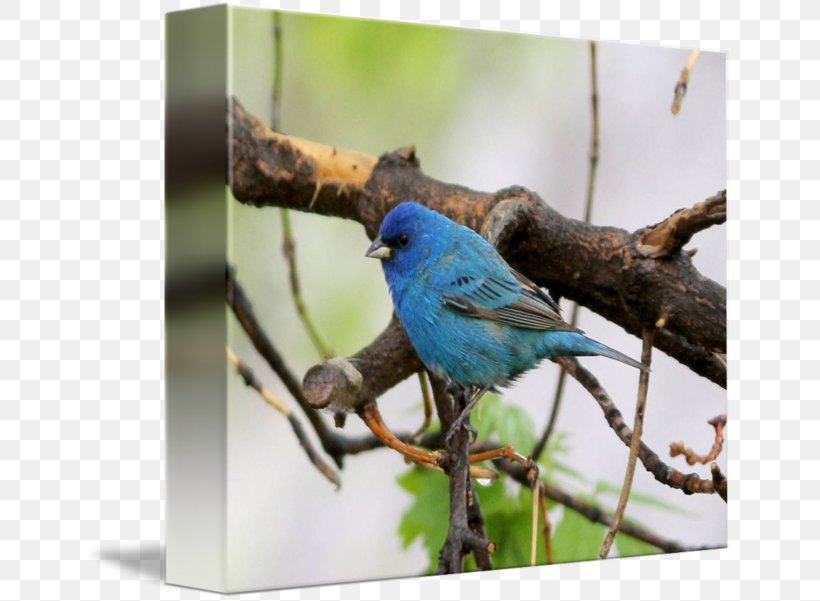 Bluebird Wren Gallery Wrap Cobalt Blue Indigo Bunting, PNG, 650x601px, Bluebird, Art, Beak, Bird, Branch Download Free