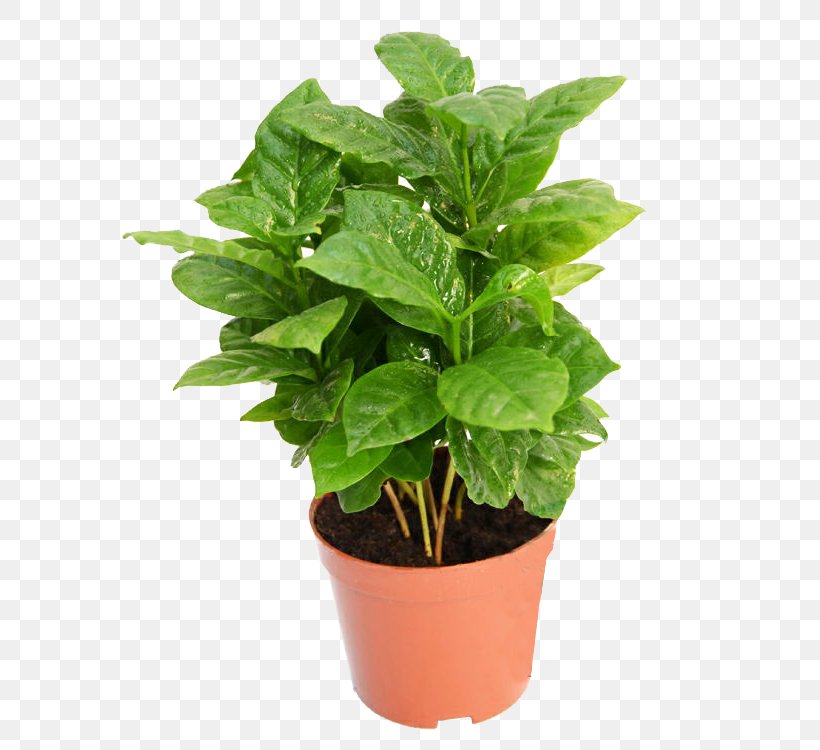 Coffee Tree Coffea Plant, PNG, 750x750px, Coffee, Basil, Branch, Coffea, Concepteur Download Free