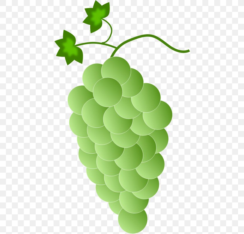 Common Grape Vine Concord Grape White Wine Isabella, PNG, 456x786px, Common Grape Vine, Berry, Concord Grape, Flowering Plant, Food Download Free