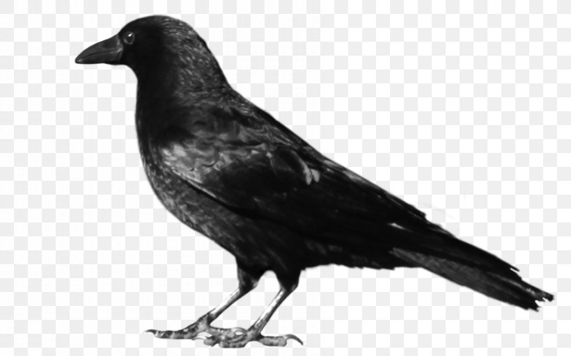Crows Clip Art, PNG, 900x563px, Crows, American Crow, Beak, Bird, Black And White Download Free
