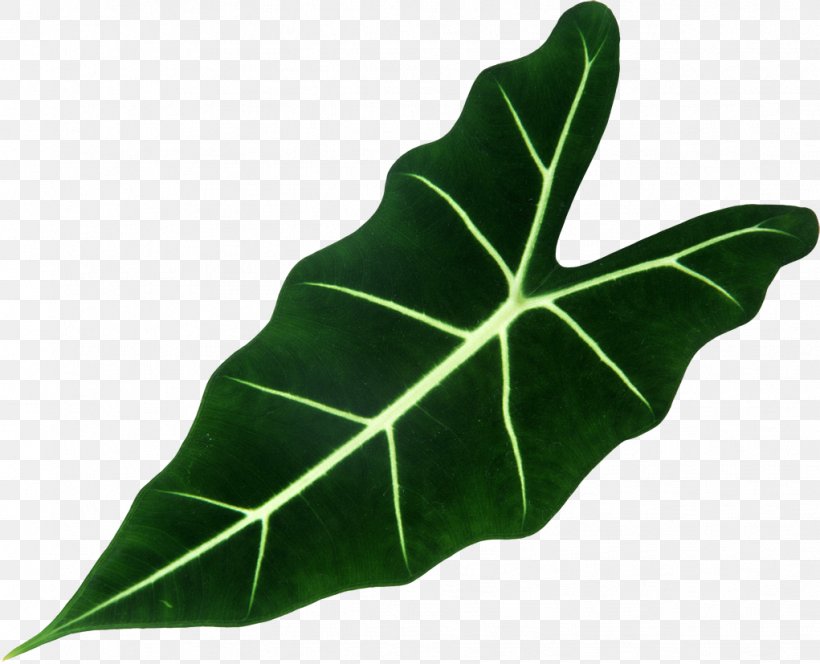 Leaf Plant Shrub Vascular Bundle Root, PNG, 1021x827px, Leaf, Burknar, Chloroplast, Deciduous, Epiphyllum Oxypetalum Download Free