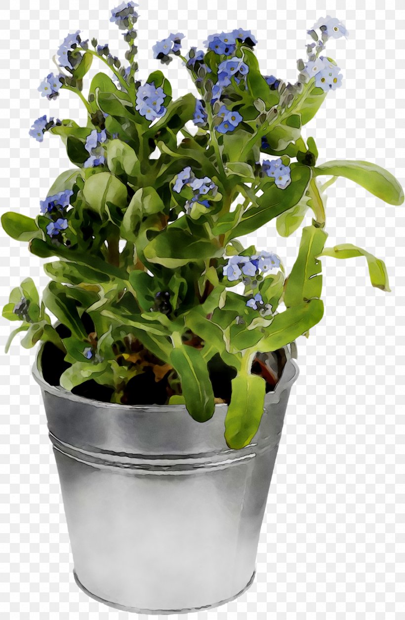 Spring Greens Herb, PNG, 1351x2070px, Spring Greens, Blue, Borage Family, Flower, Flowering Plant Download Free