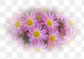 Floral Images, Floral Transparent PNG, Free download