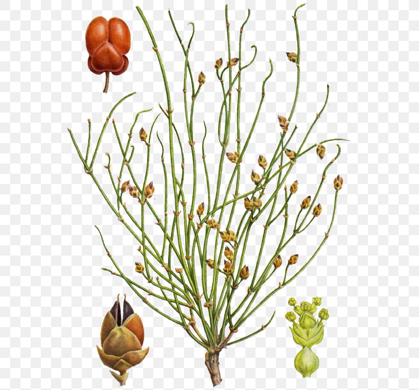 Ephedra Distachya Plant Stem Botany Rheumatism, PNG, 569x763px, Ephedra Distachya, Botany, Branch, Cut Flowers, Ephedra Download Free