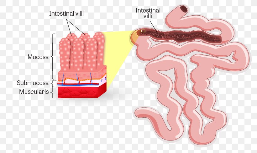 Intestinal Villus Small Intestine Lumen Gastrointestinal Tract Large Intestine, PNG, 816x489px, Watercolor, Cartoon, Flower, Frame, Heart Download Free