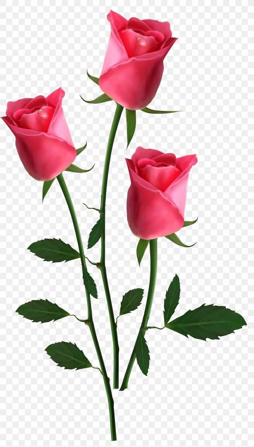 Pink Flowers Rose, PNG, 2942x5176px, Rose, Bud, Cut Flowers, Floral Design, Floristry Download Free