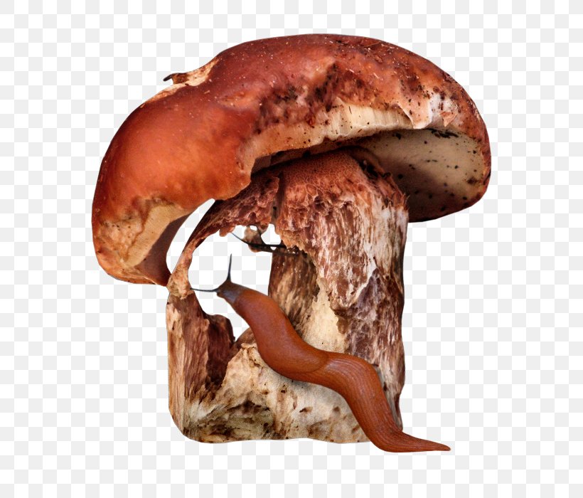 Shiitake Mushroom Download, PNG, 700x700px, Shiitake, Cartoon, Edible Mushroom, Ingredient, Medicinal Fungi Download Free
