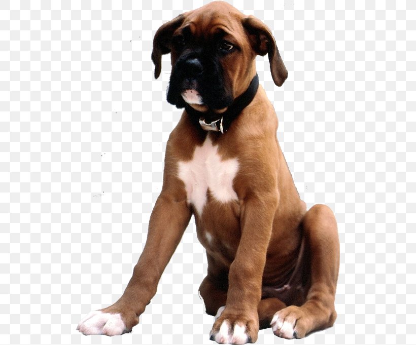 Boxer Dog Breed Valley Bulldog Puppy Companion Dog, PNG, 521x681px, Boxer, Animal, Bark, Carnivoran, Collar Download Free