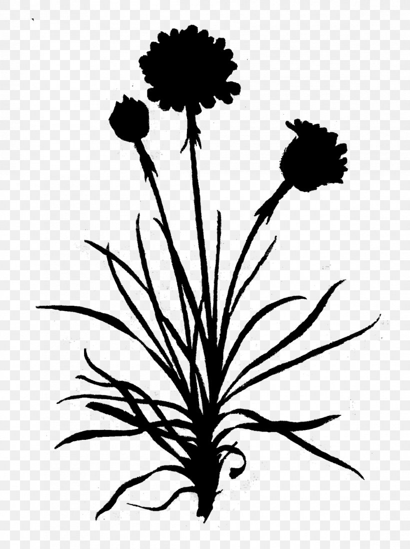 Dandelion Clip Art Leaf Floral Design, PNG, 1195x1600px, Dandelion, Blackandwhite, Botany, Branching, Flatweed Download Free