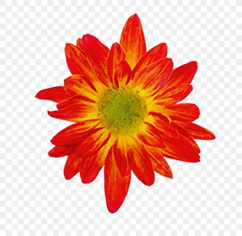 Flowers Background, PNG, 800x800px, Watercolor, Asterales, Barberton Daisy, Calendula, Chrysanthemum Download Free