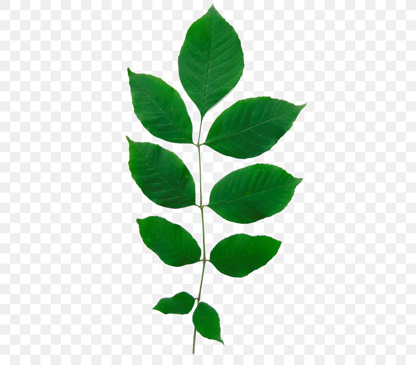 Fraxinus Americana Green Ash Emerald Ash Borer Leaf Tree, PNG, 444x720px, Fraxinus Americana, American Elm, Ash, Askur, Axillary Bud Download Free