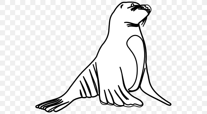 Earless Seal Sea Lion Clip Art, PNG, 555x452px, Earless Seal, Art, Artwork, Beak, Bird Download Free