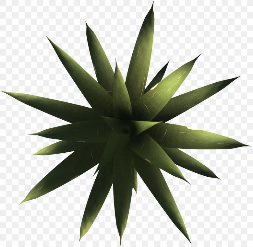 Agave Azul Yucca Artist 8 October Cyborg, PNG, 841x822px, 8 October, Agave Azul, Agave, Aloe, Artist Download Free