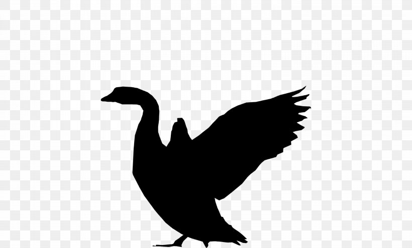 Duck Goose Vulture Fauna Feather, PNG, 6010x3630px, Duck, Beak, Bird, Blackandwhite, Chicken As Food Download Free