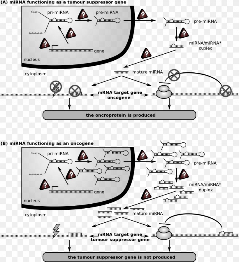 MicroRNA Non-coding RNA Gene Expression, PNG, 935x1024px, Microrna, Area, Auto Part, Automotive Design, Automotive Lighting Download Free