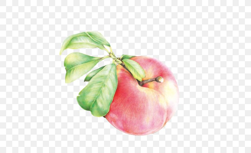 Peach Painting, PNG, 500x500px, Peach, Apple, Auglis, Food, Fruit Download Free