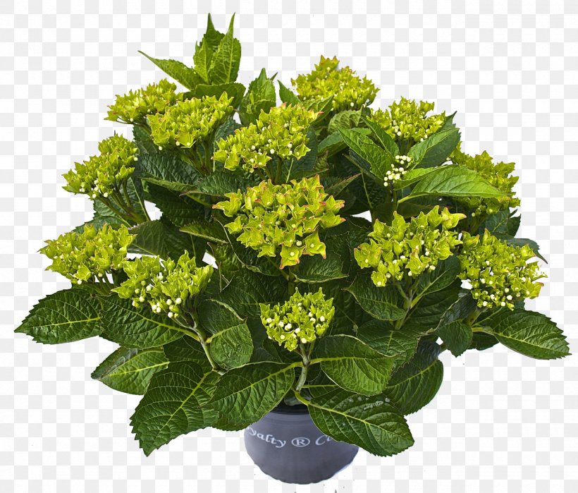 Plant Hydrangea Flower, PNG, 1280x1092px, Plant, Flower, Hydrangea Download Free