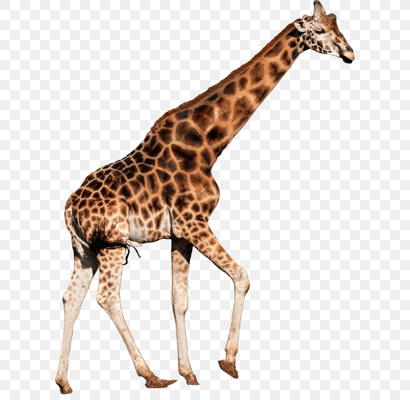 Pony Northern Giraffe Reticulated Giraffe Brumby African Wild Dog, PNG, 600x800px, Pony, Accommodation, African Wild Dog, Animal, Brumby Download Free