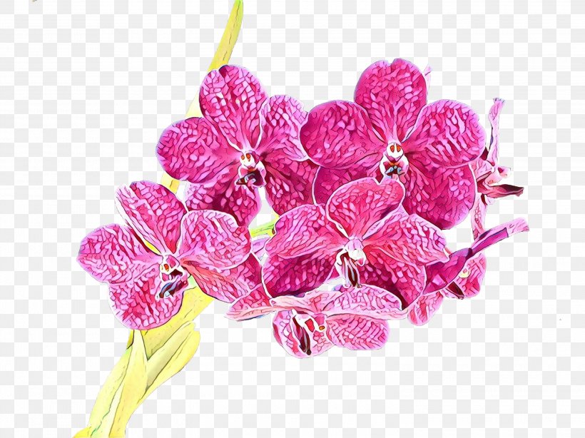 Flower Pink Cut Flowers Plant Flowering Plant, PNG, 3000x2249px, Cartoon, Anthurium, Cut Flowers, Flower, Flowering Plant Download Free
