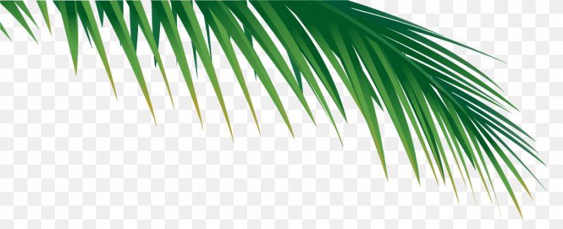 Palm Branch Arecaceae Palm-leaf Manuscript Frond, PNG, 922x376px, Palm Branch, Arecaceae, Arecales, Branch, Chamaerops Download Free
