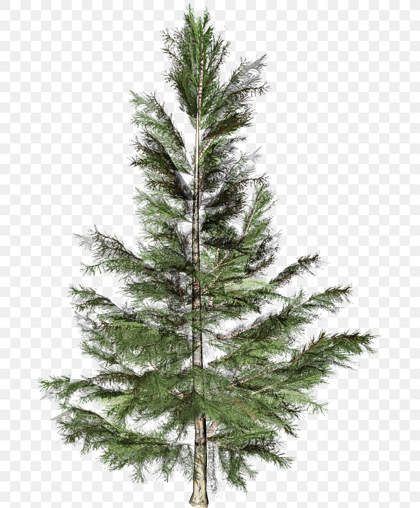 Shortleaf Black Spruce Columbian Spruce Balsam Fir White Pine Tree, PNG, 673x992px, Shortleaf Black Spruce, Balsam Fir, Columbian Spruce, Larix Lyalliisubalpine Larch, Lodgepole Pine Download Free