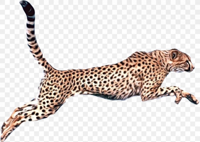Terrestrial Animal Animal Figure Wildlife Cheetah Small To Medium-sized Cats, PNG, 842x600px, Watercolor, African Leopard, Animal Figure, Cheetah, Jaguar Download Free