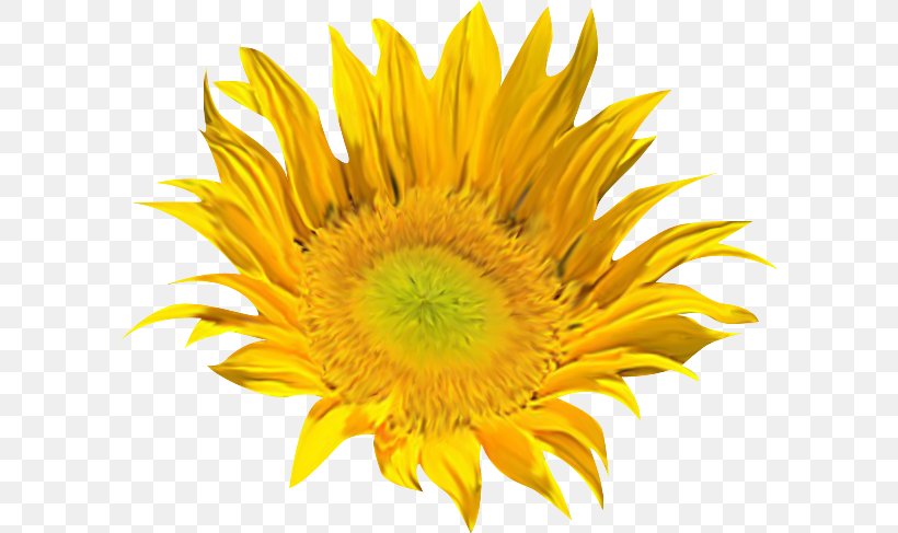 Common Sunflower Clip Art, PNG, 600x487px, Common Sunflower, Daisy Family, Flower, Flowering Plant, Petal Download Free