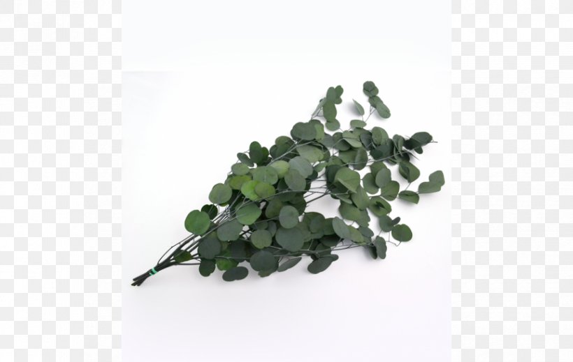 Leaf Plastic Tree Cottonwood, PNG, 863x547px, Leaf, Cottonwood, Plant, Plastic, Tree Download Free