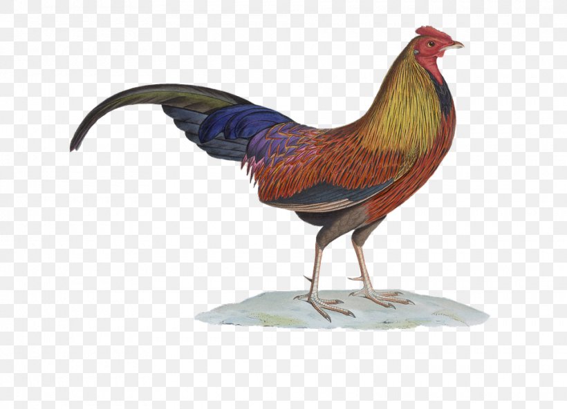 Rooster Chicken Clip Art Bird, PNG, 960x694px, Rooster, Beak, Bird, Chicken, Drawing Download Free