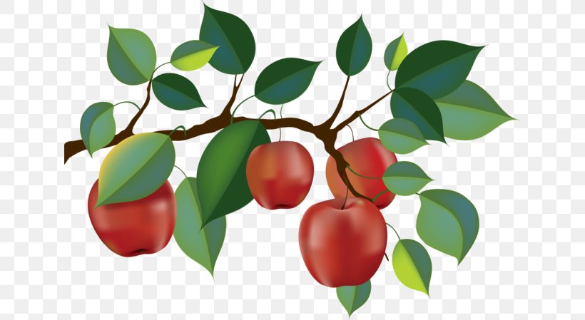 Apple Orchard Fruit Picking Branch Clip Art, PNG, 640x449px, Apple, Acerola, Acerola Family, Berry, Branch Download Free