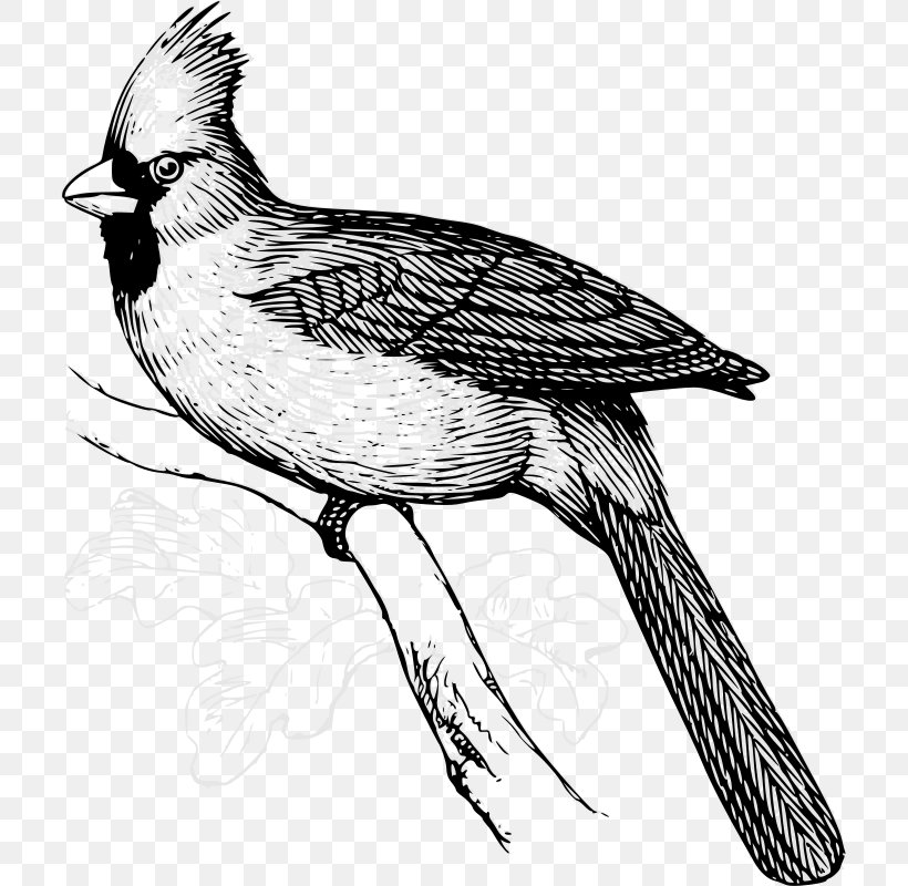 Bird Northern Cardinal Clip Art, PNG, 709x800px, Bird, Art, Beak, Bird Of Prey, Black And White Download Free