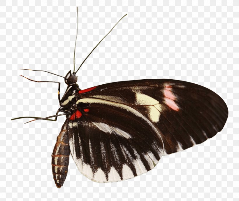 Brush-footed Butterflies Butterfly Moth Clip Art, PNG, 850x715px, Brushfooted Butterflies, Arthropod, Beetle, Brush Footed Butterfly, Butterflies And Moths Download Free