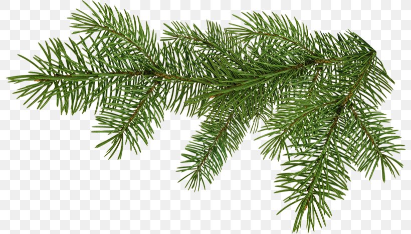 Conifers Spruce Clip Art, PNG, 800x468px, Conifers, Branch, Christmas Ornament, Conifer, Evergreen Download Free