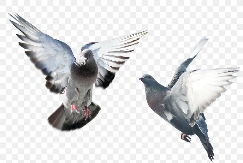 Domestic Pigeon Columbidae Bird Islam, PNG, 800x549px, Domestic Pigeon, Beak, Bird, Columbidae, Drawing Download Free