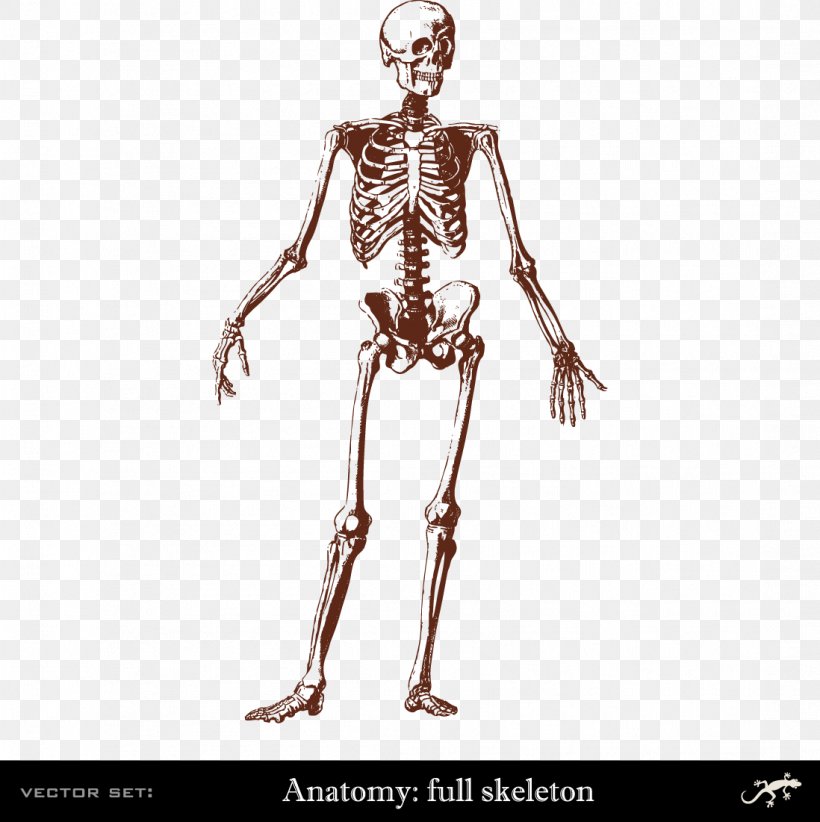 Human Skeleton Human Body Bone Anatomy, PNG, 1098x1101px, Watercolor, Cartoon, Flower, Frame, Heart Download Free