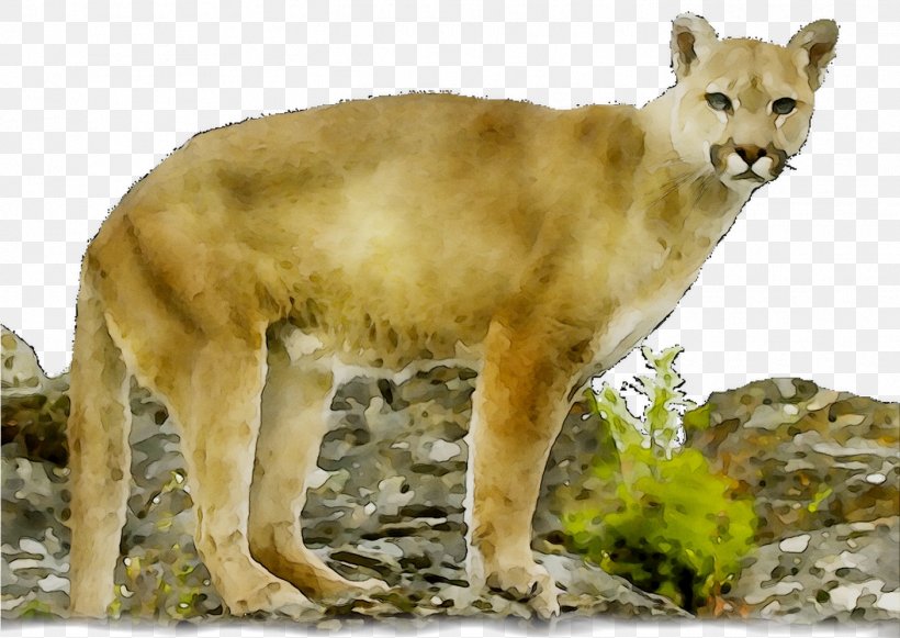 Lion Cougar Big Cat Terrestrial Animal, PNG, 1405x997px, Lion, Adaptation, Animal, Big Cat, Big Cats Download Free