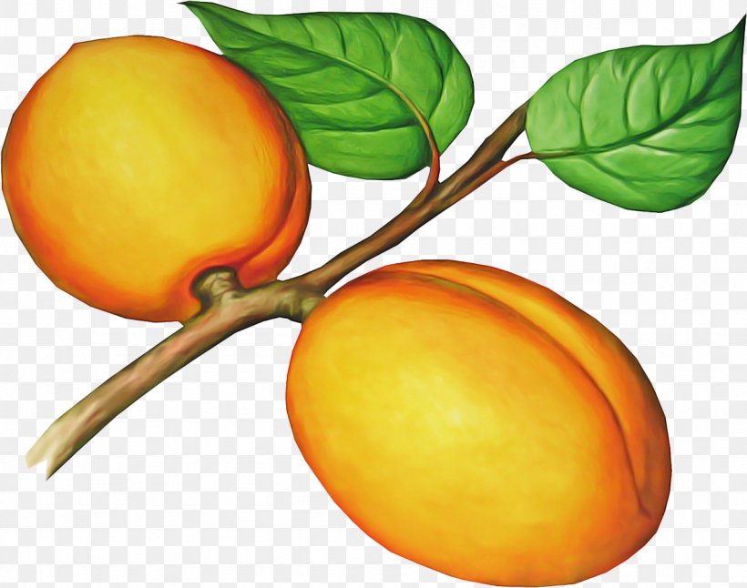 Orange, PNG, 1279x1008px, Fruit, Apricot, European Plum, Food, Orange Download Free