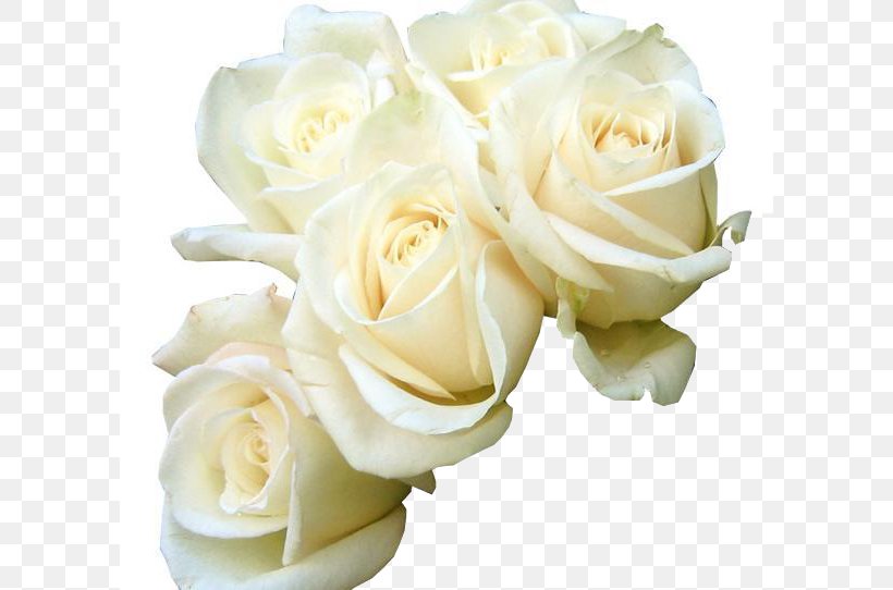 Rose White Flower Bouquet Green Wallpaper, PNG, 600x542px, Rose, Cut Flowers, Flower, Flower Bouquet, Flowering Plant Download Free